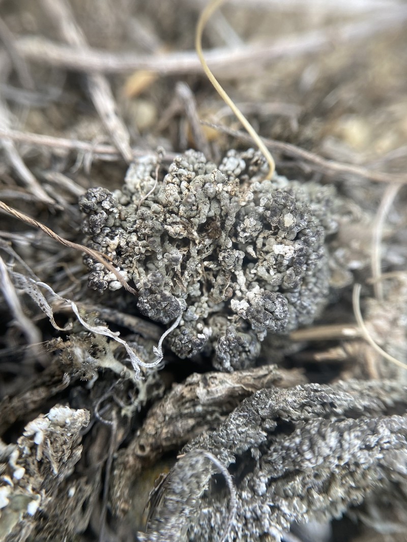 Rimmed Lichen photo 7