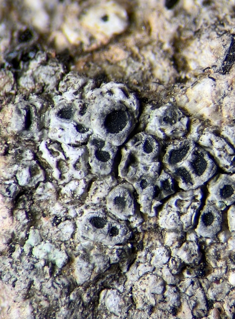 Aspicilia rolleana photo 5