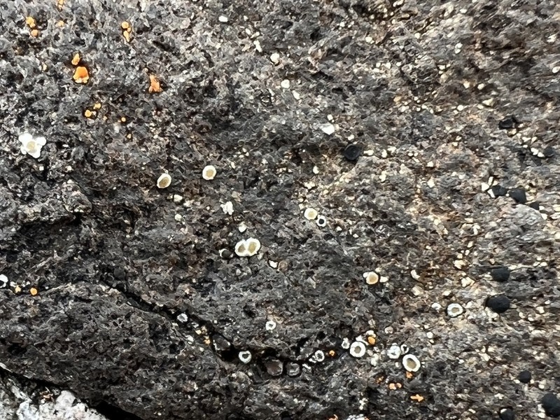 Rimmed Lichen