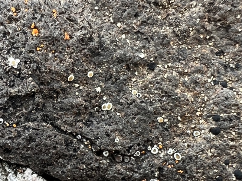 Rimmed Lichen photo 7