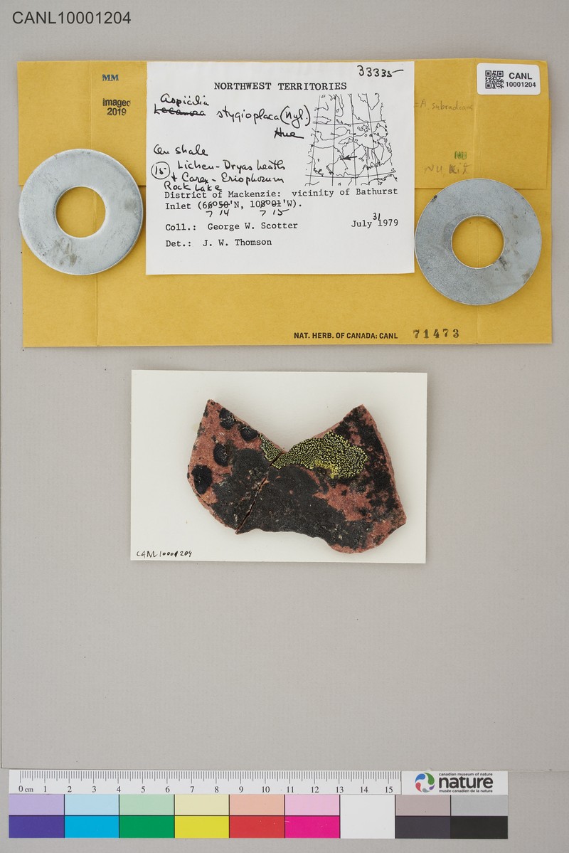 Rimmed Lichen photo 6