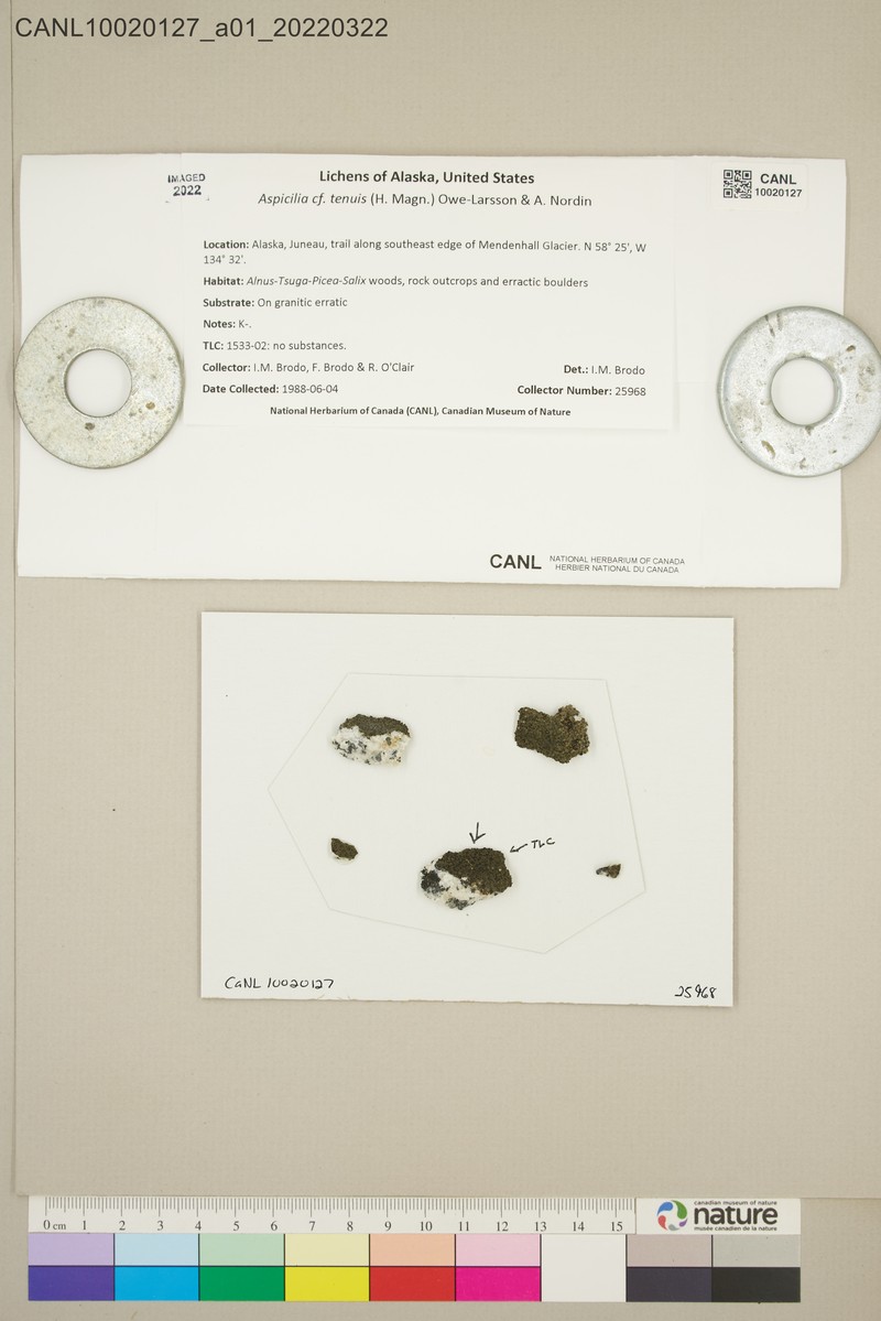Rimmed Lichen