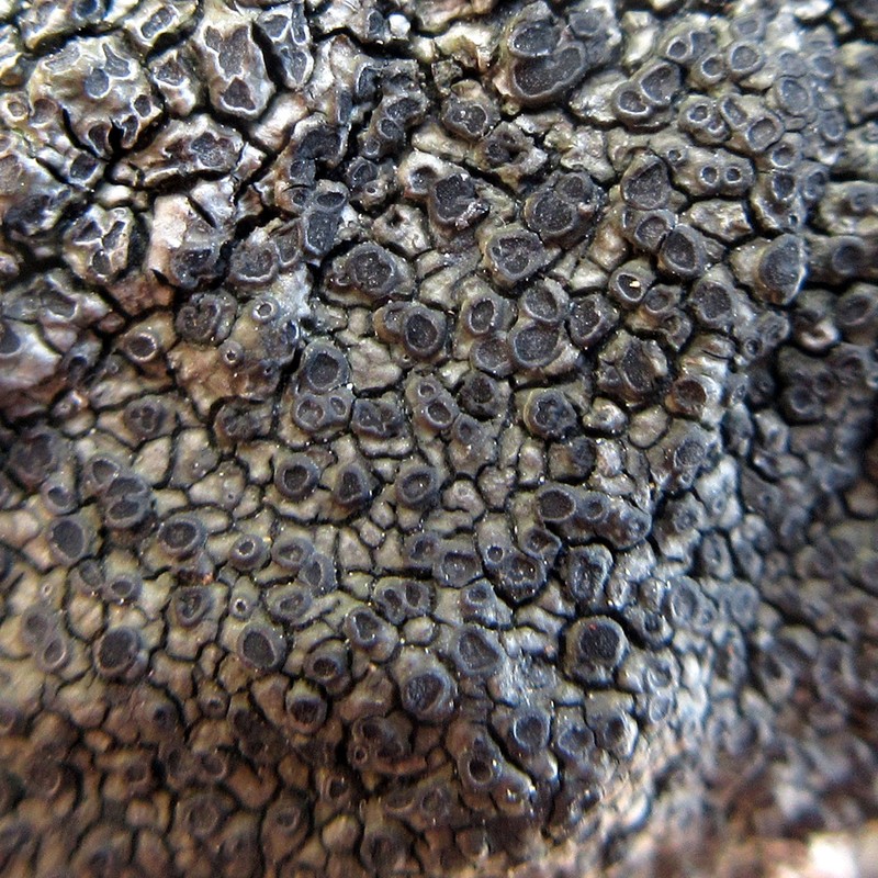 Rimmed Lichen