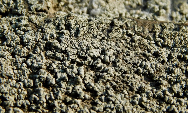 Rimmed Lichen photo 2