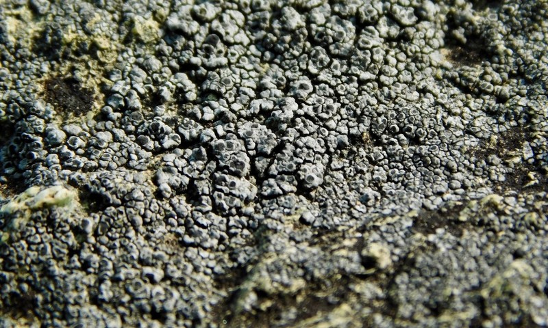 Rimmed Lichen photo 3