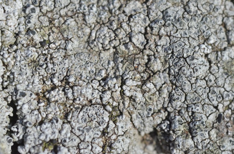 Rimmed Lichen photo 4
