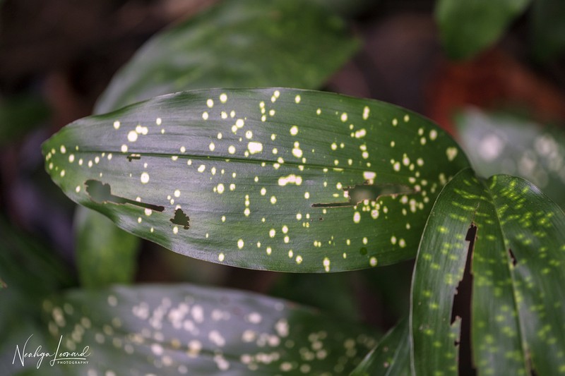 Aspidistra arnautovii