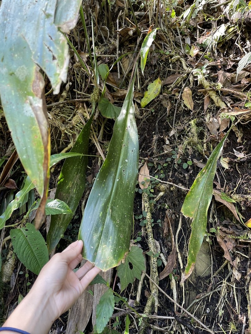 Aspidistra attenuata