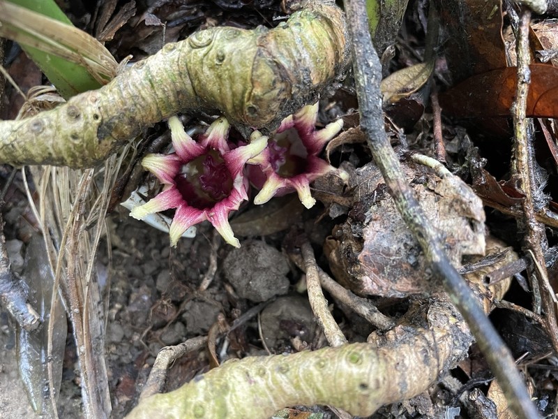 Aspidistra attenuata photo 2