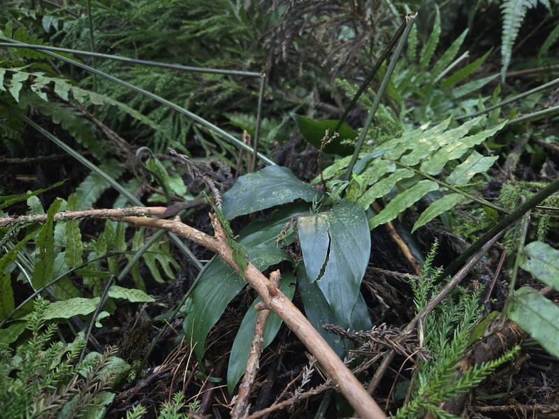 Aspidistra attenuata photo 3