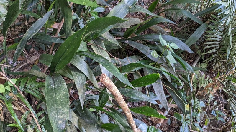 Aspidistra attenuata photo 4
