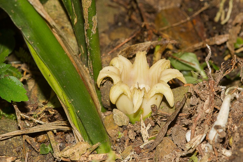 Aspidistra attenuata photo 5