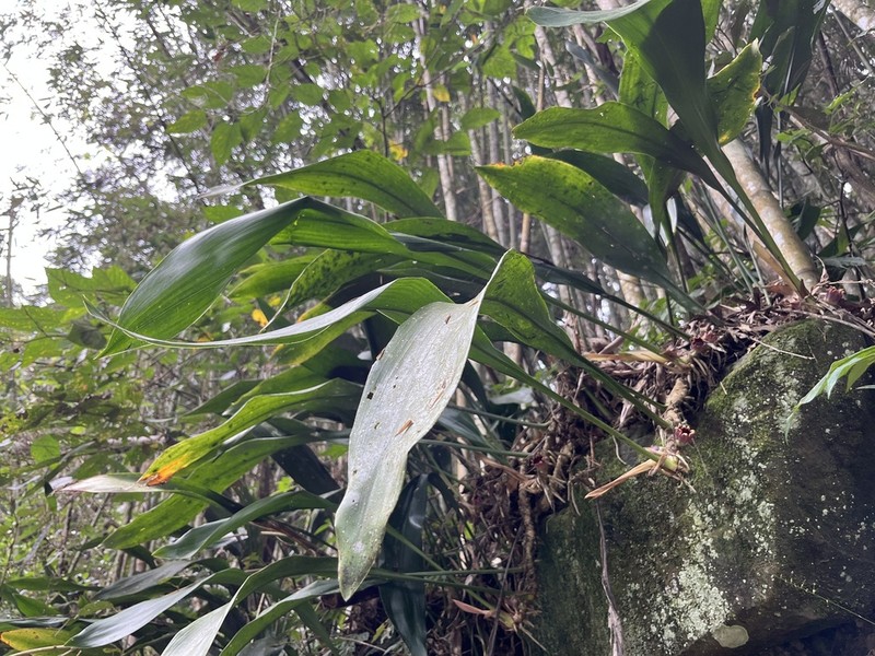 Aspidistra attenuata photo 6
