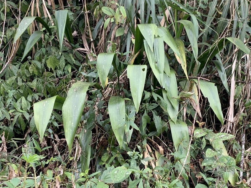 Aspidistra attenuata photo 7