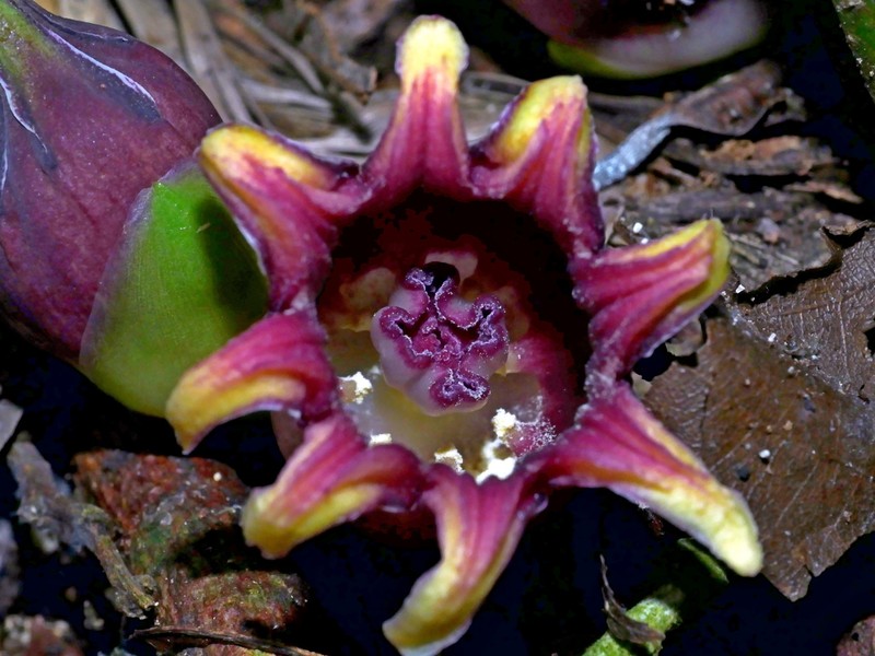 Aspidistra attenuata photo 8