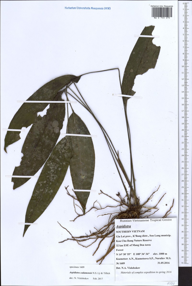 Aspidistra cadamensis