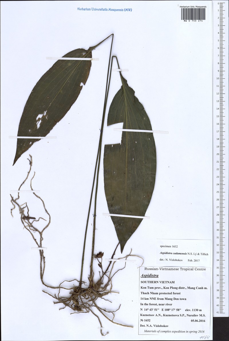 Aspidistra cadamensis photo 2