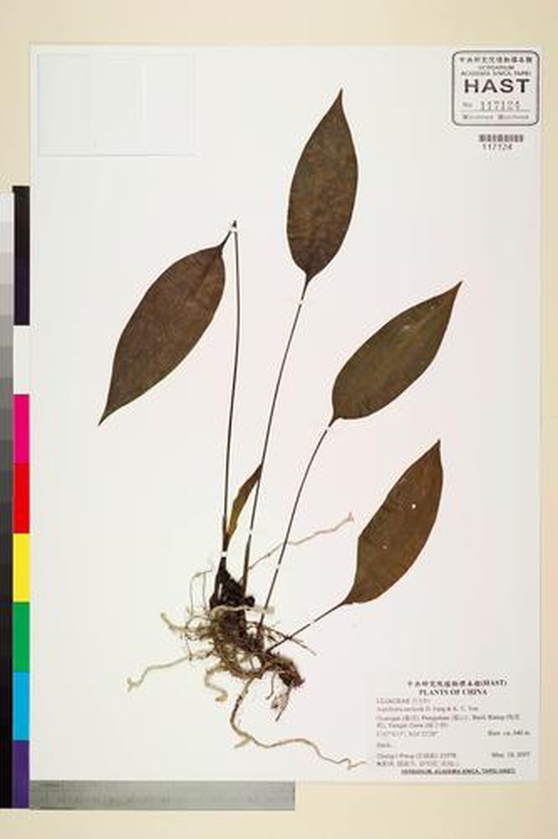 Aspidistra cavicola