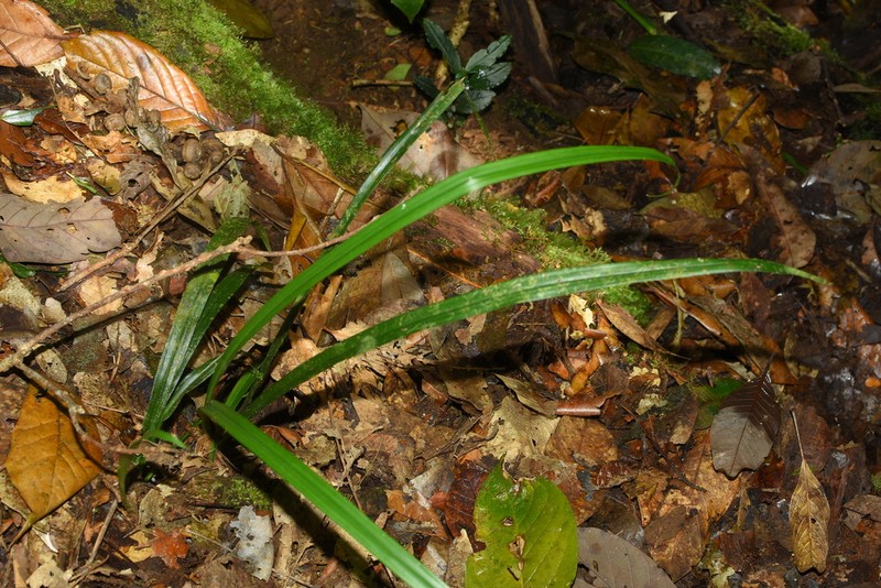 Aspidistra cylindrica