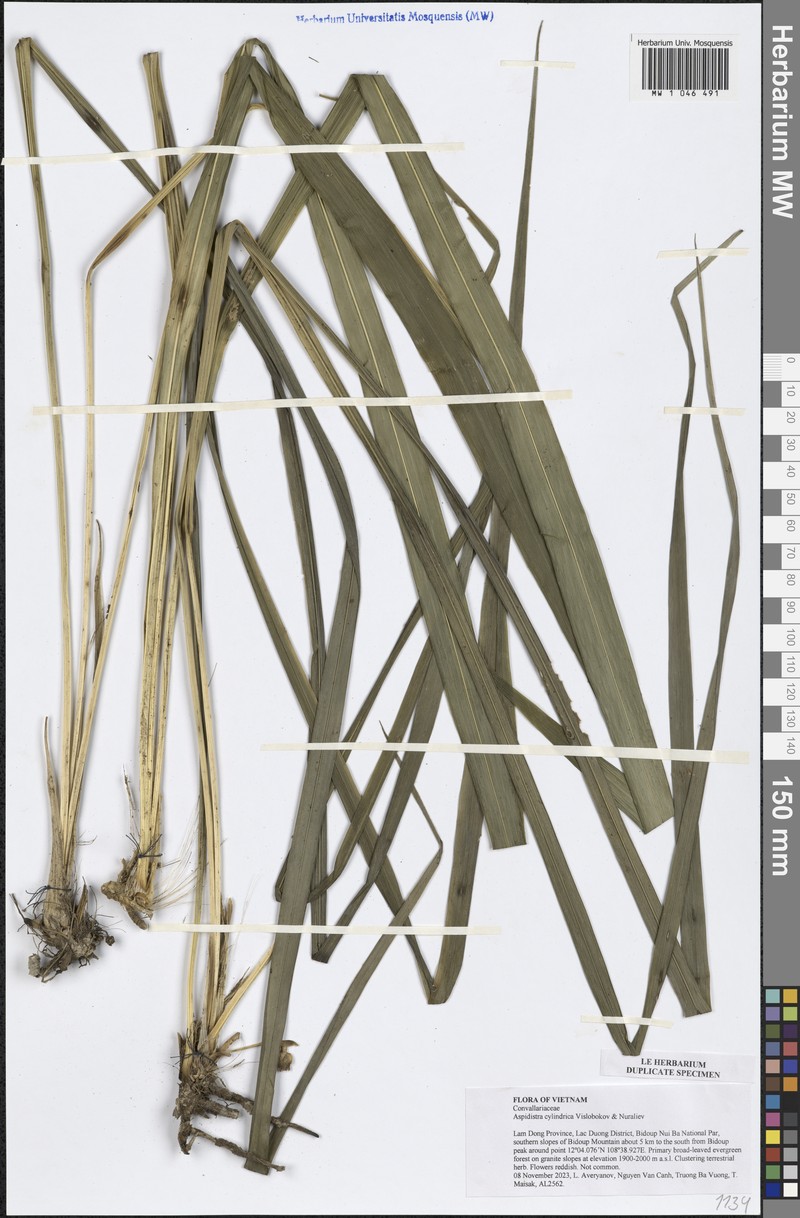 Aspidistra cylindrica photo 2