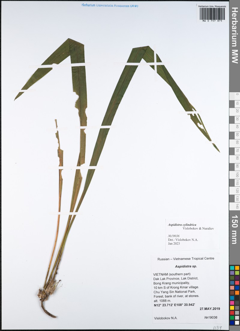 Aspidistra cylindrica photo 3