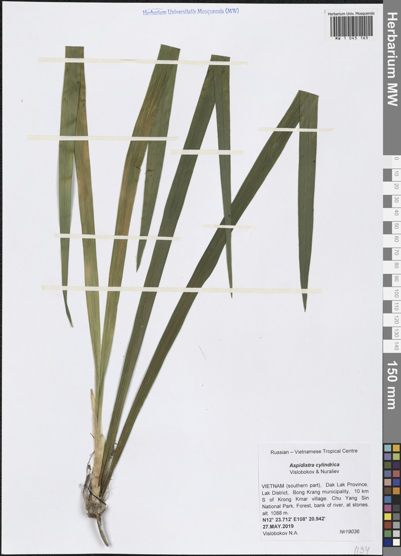 Aspidistra cylindrica photo 4