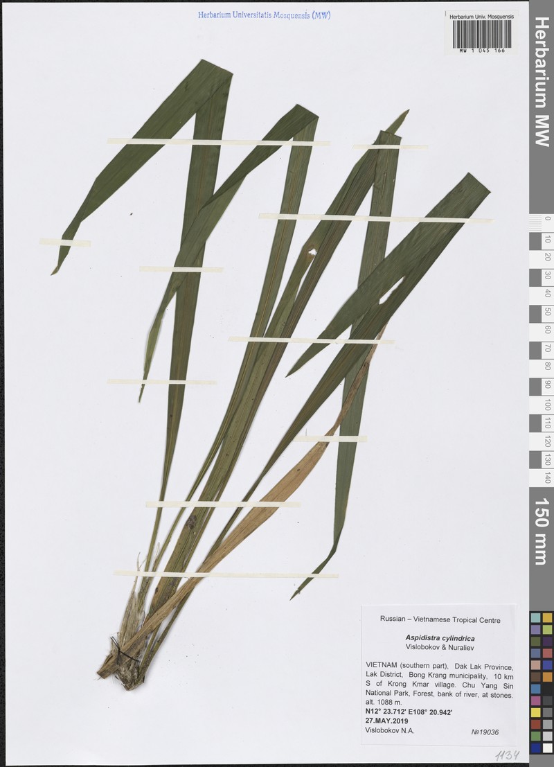Aspidistra cylindrica photo 5