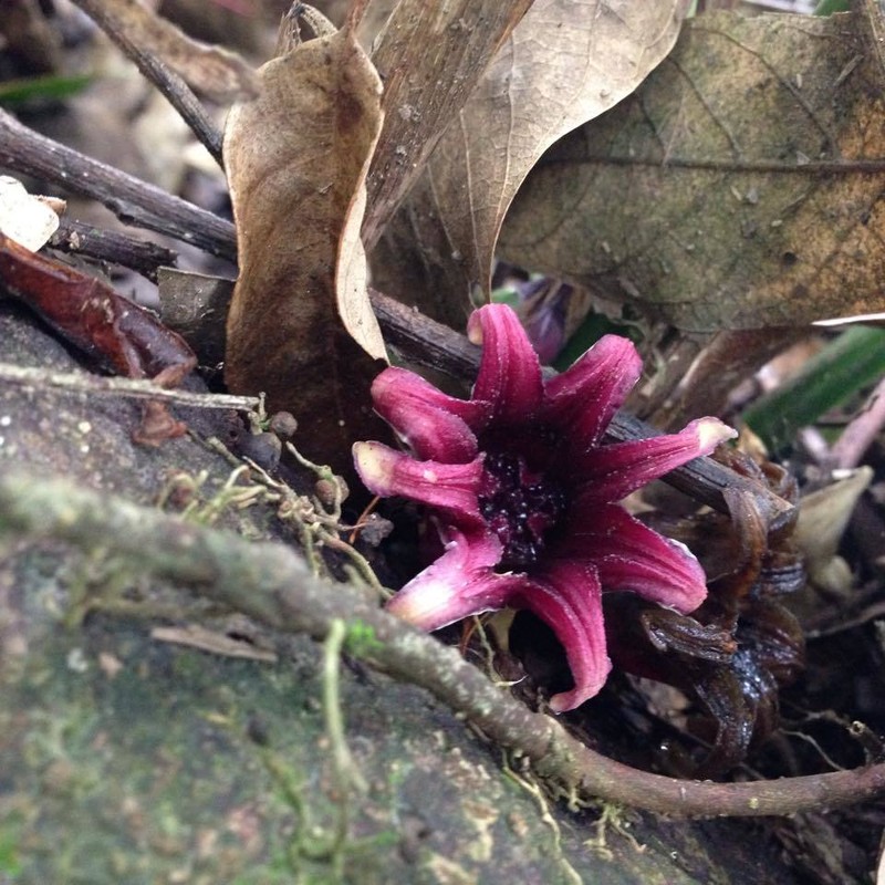 Aspidistra daibuensis