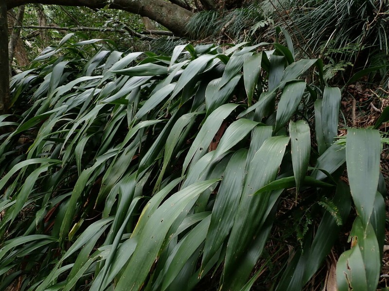 Aspidistra daibuensis photo 2