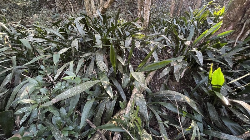 Aspidistra daibuensis photo 3