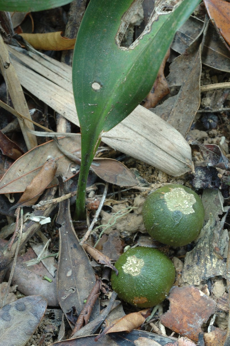 Aspidistra daibuensis photo 4