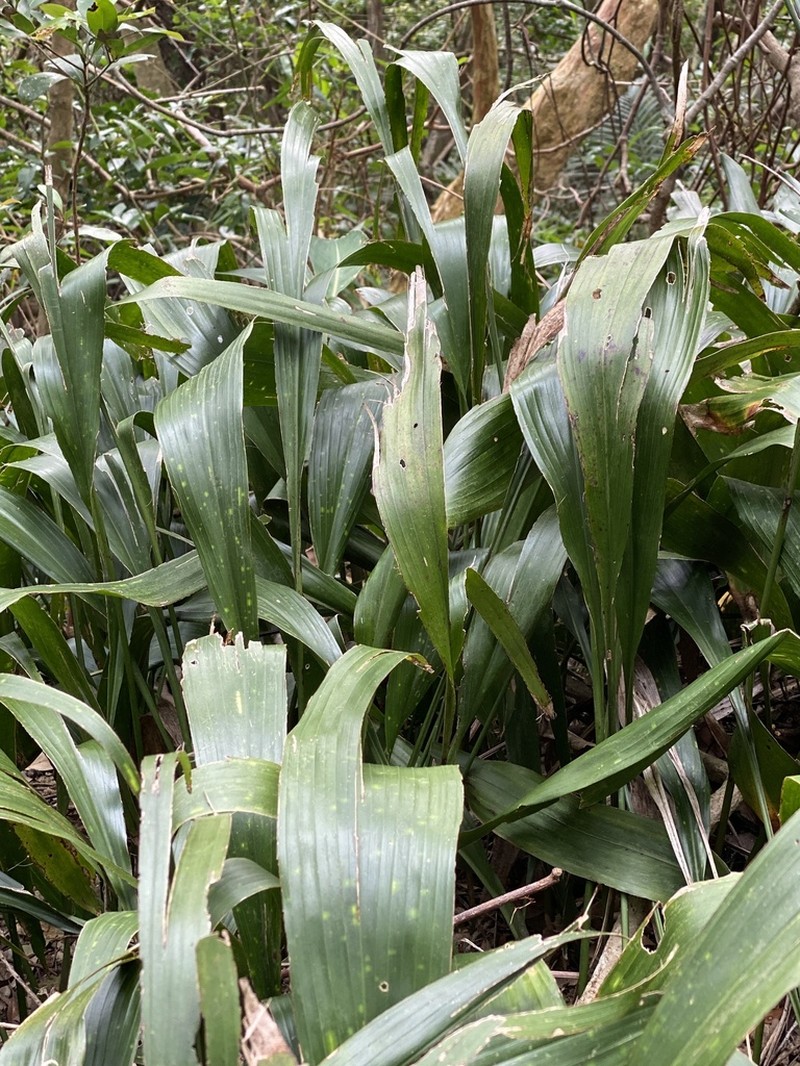 Aspidistra daibuensis photo 5