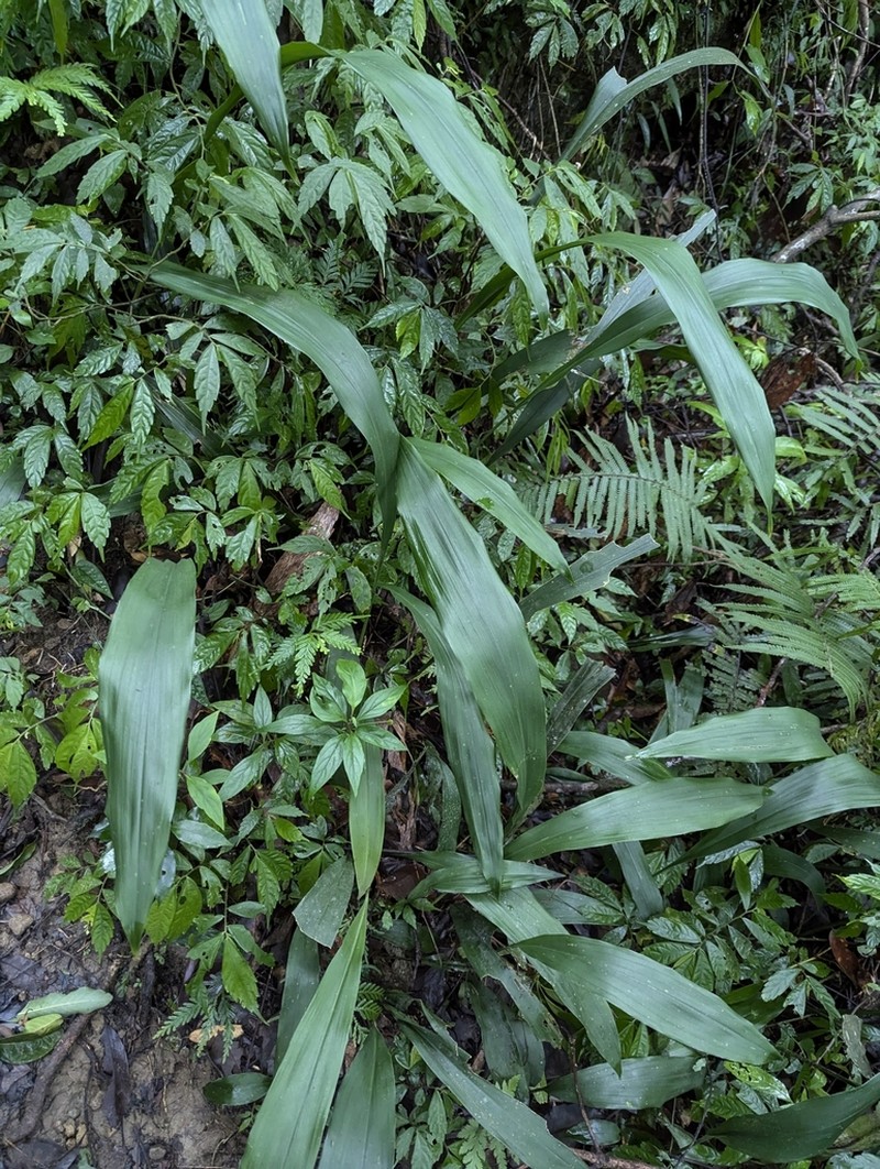 Aspidistra daibuensis photo 6