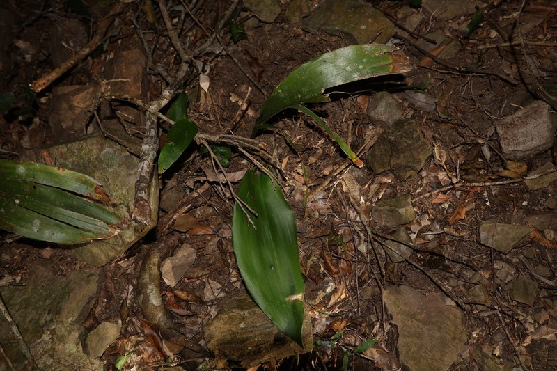 Aspidistra daibuensis photo 7