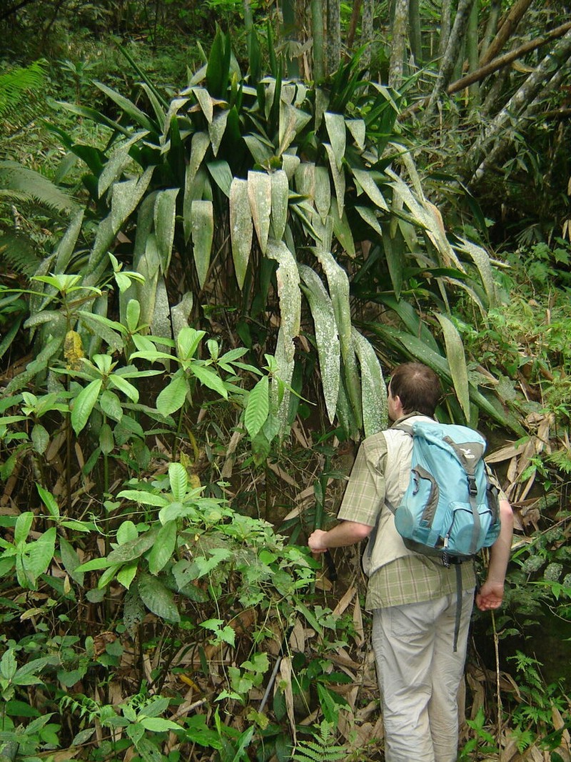 Aspidistra daibuensis photo 8
