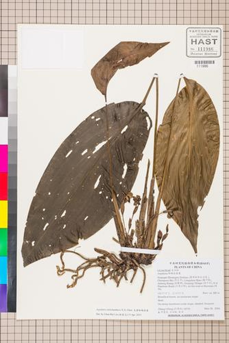 Aspidistra dolichanthera