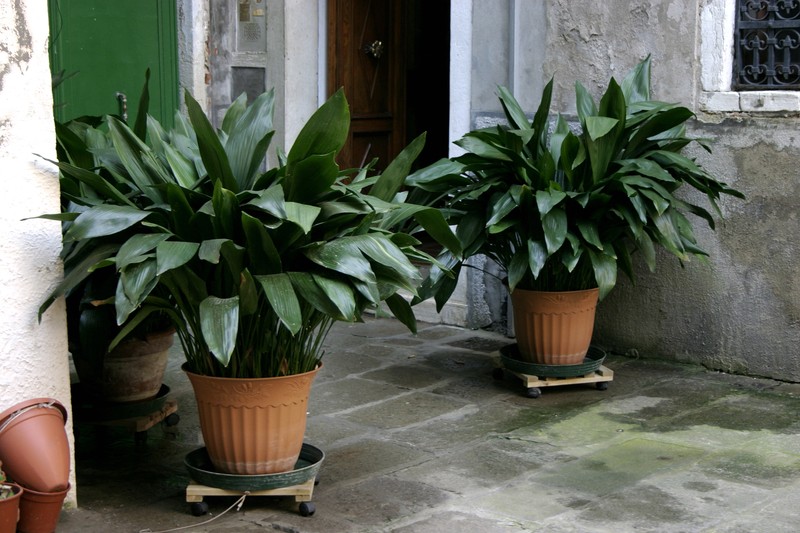Aspidistra elatior photo 2