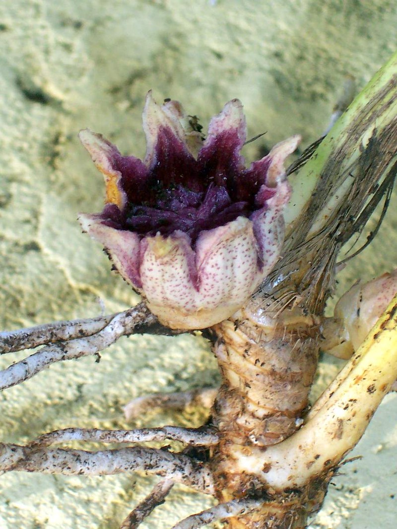 Aspidistra elatior photo 3