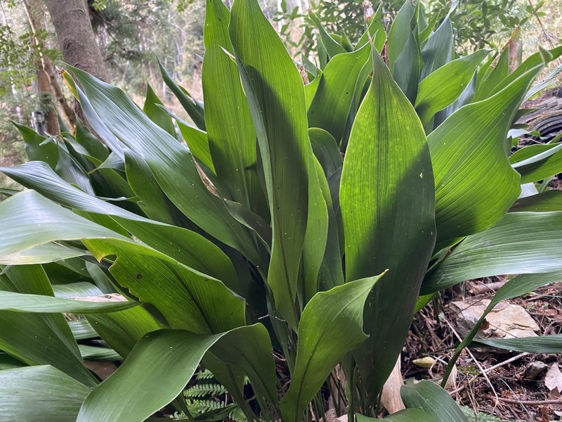 Aspidistra elatior photo 4