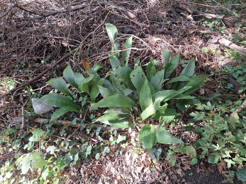 Aspidistra elatior photo 5