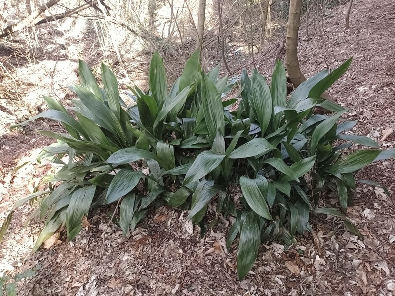 Aspidistra elatior photo 6