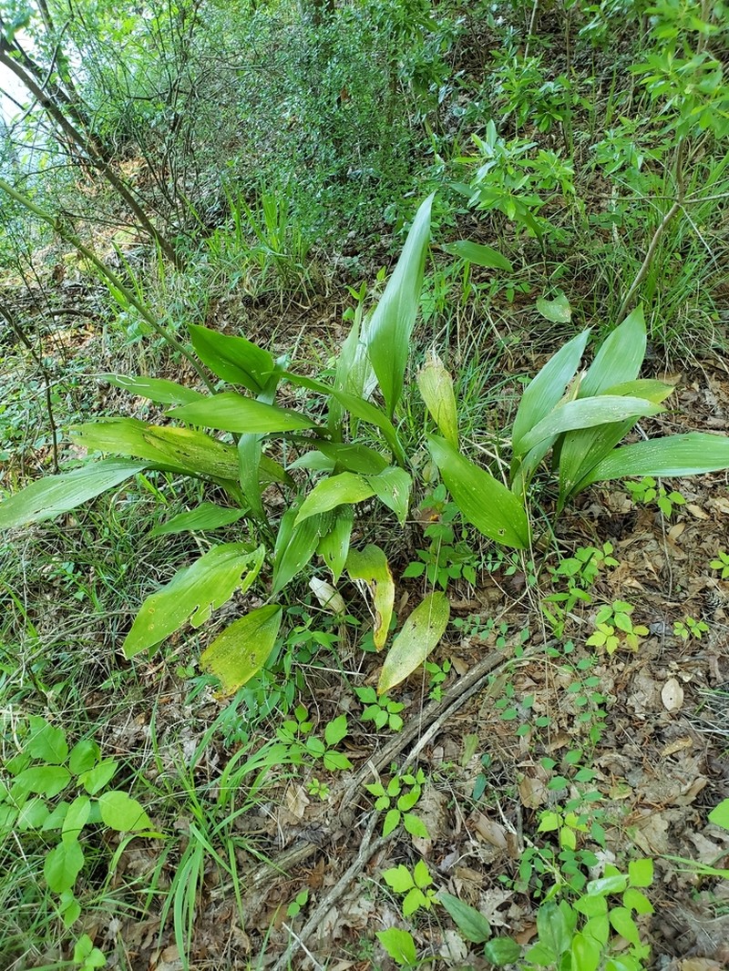 Aspidistra elatior photo 7