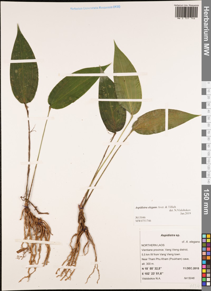Aspidistra elegans