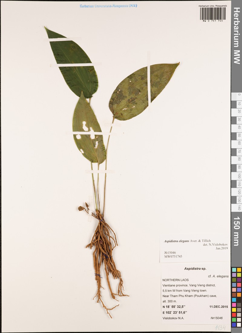 Aspidistra elegans photo 2