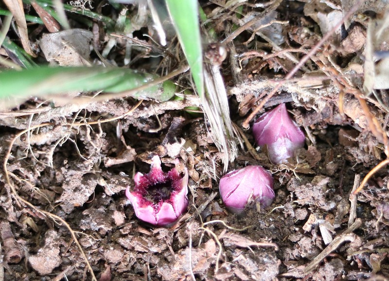 Aspidistra fimbriata photo 2