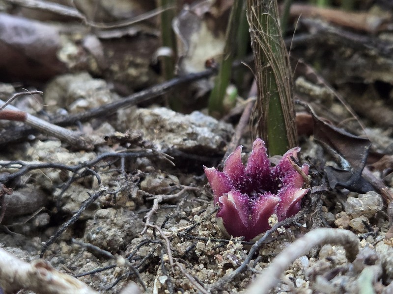 Aspidistra fimbriata photo 5