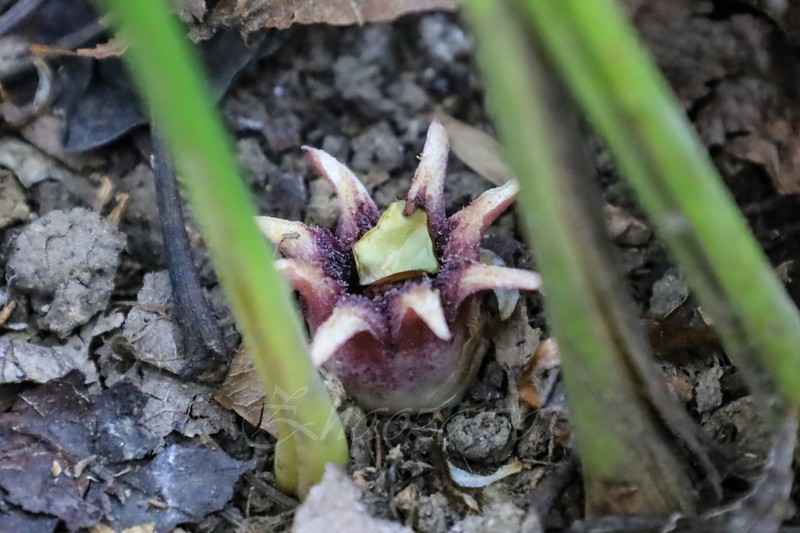 Aspidistra fimbriata photo 6