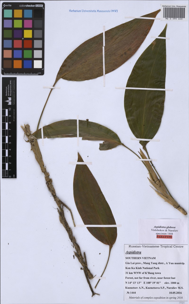 Aspidistra globosa