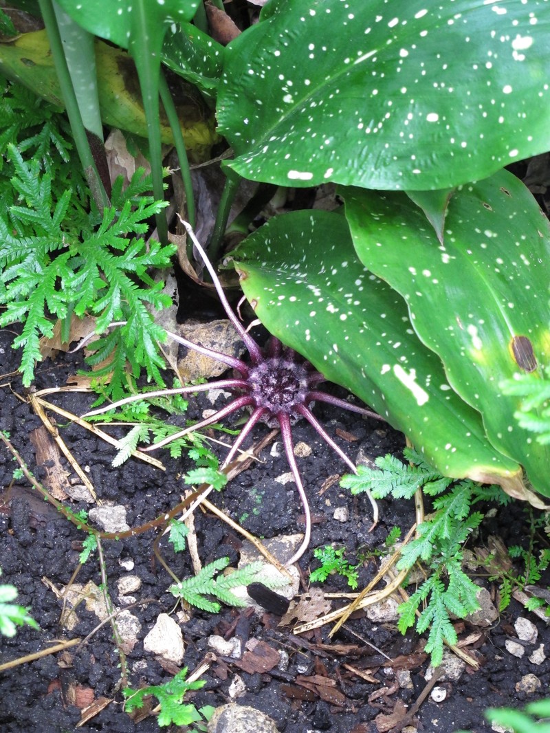 Aspidistra grandiflora