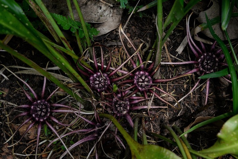 Aspidistra grandiflora photo 2